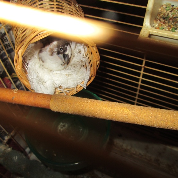 Meet your Posher, Michelle - Picture 4 of 4